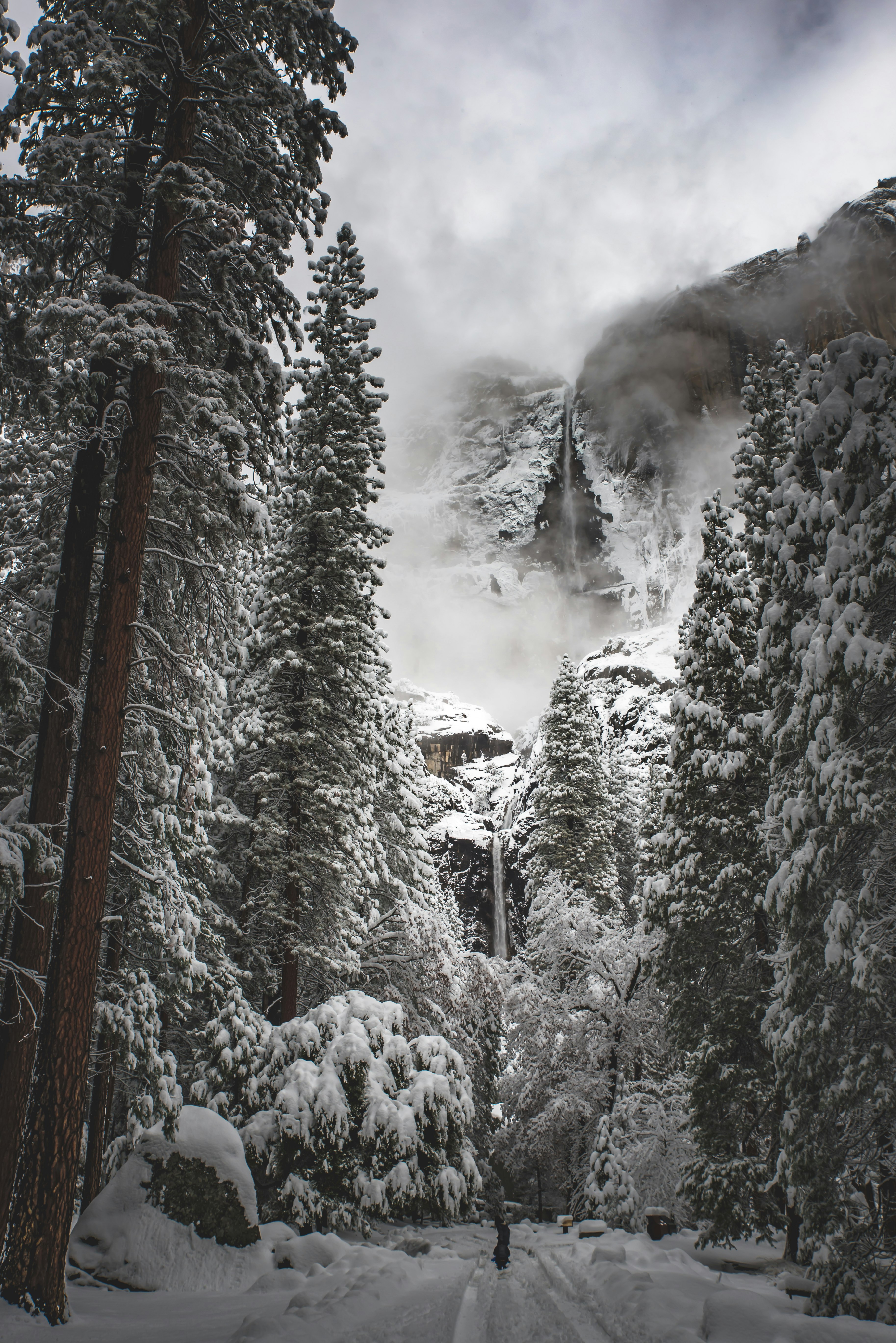 grayscale photography of pine trees