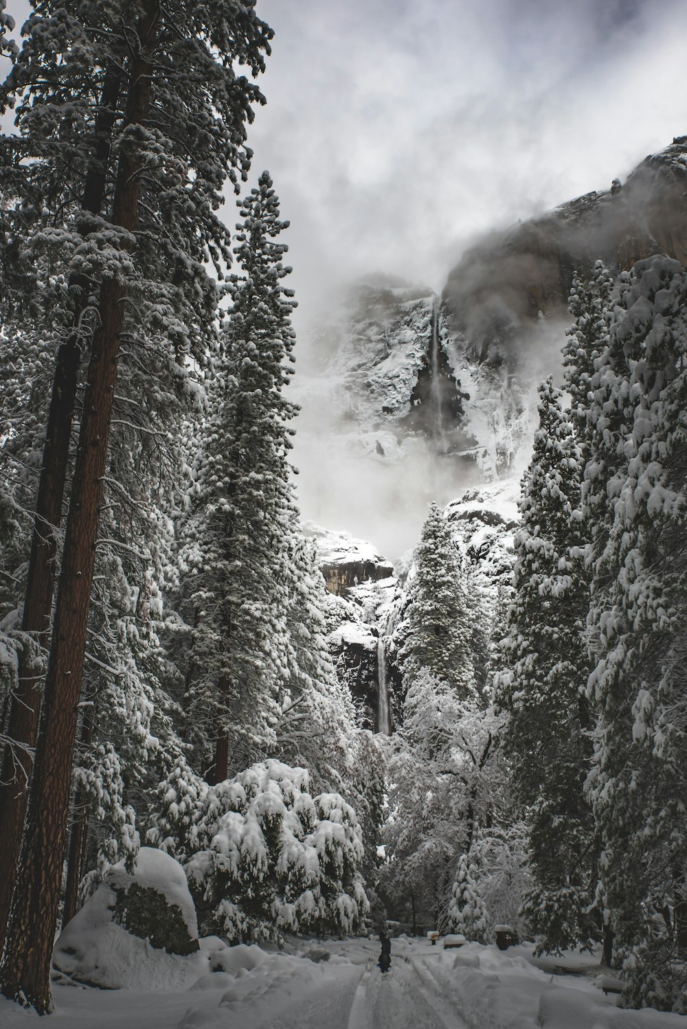 grayscale photography of pine trees