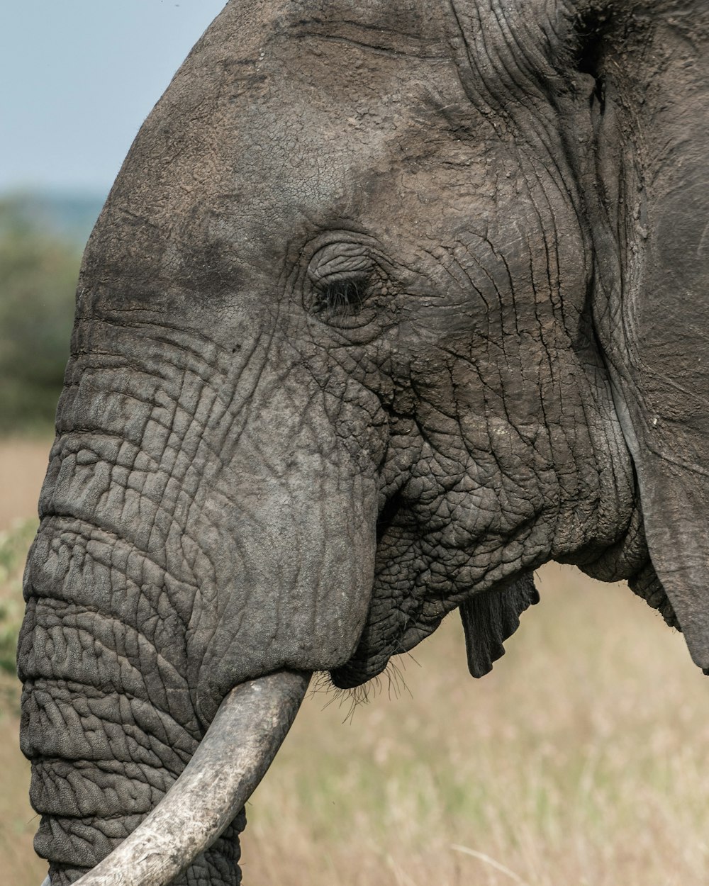 Fotografia de foco raso do elefante