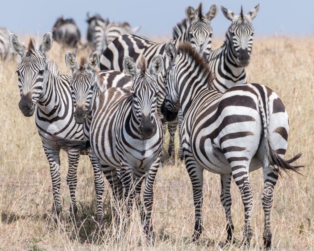 Gruppe von Zebras