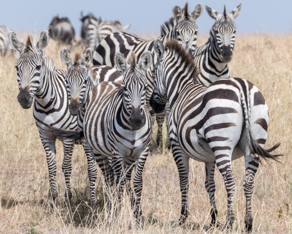 Behavior and ecology  Zebras