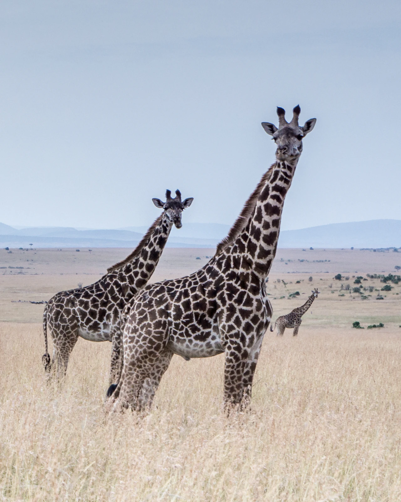 Giraffes in the Maasai Mara, Kenya