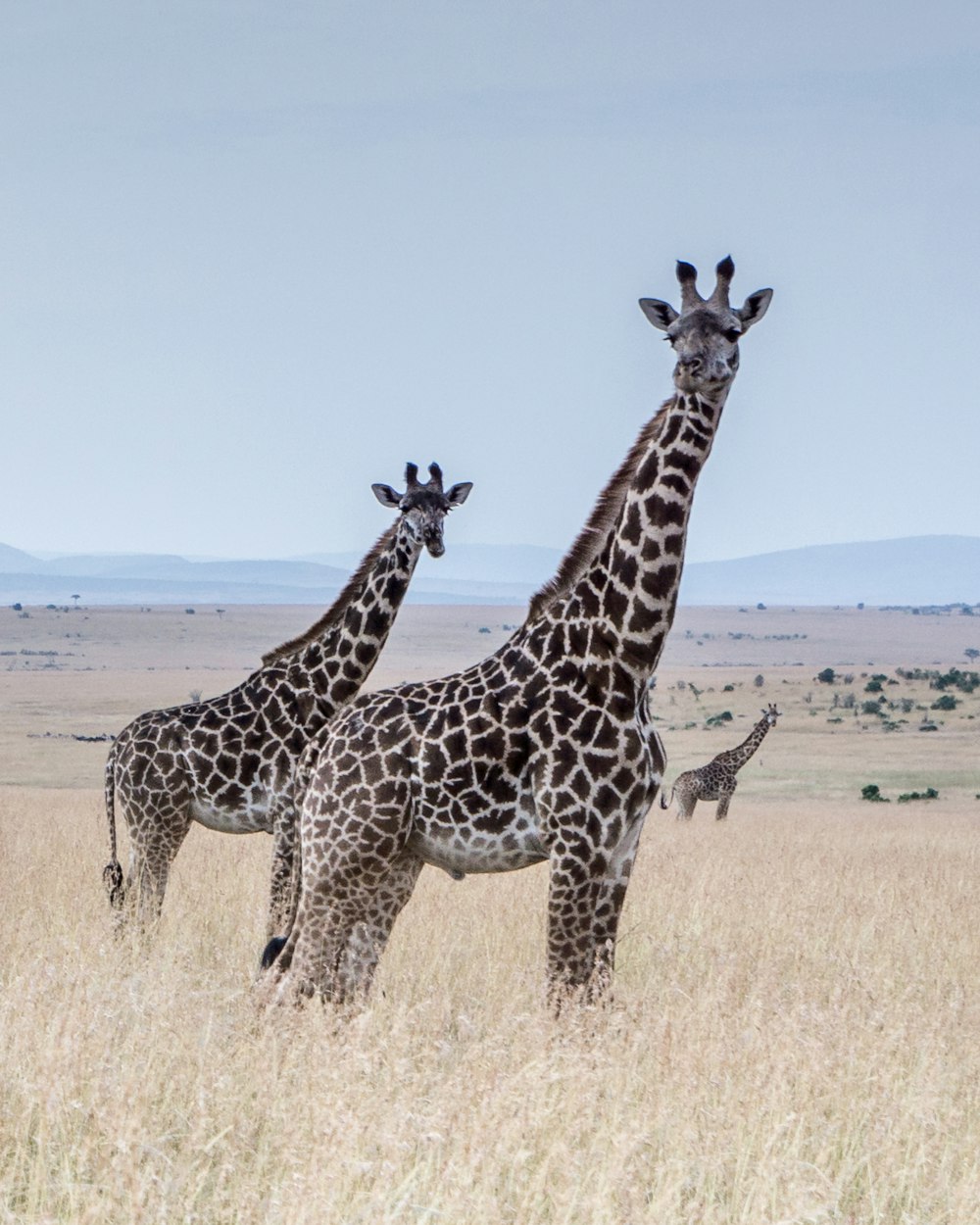 giraffes at the middle of the field