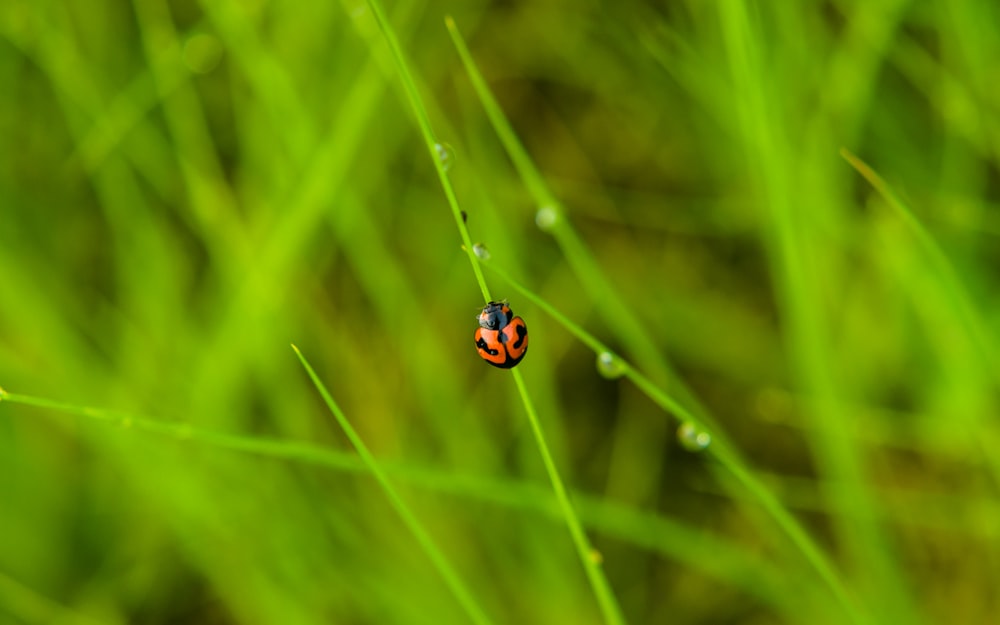 shallow focus photography of red and black insect