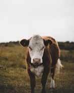 brown and white cow