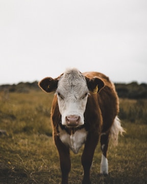 brown and white cow