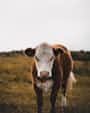 Meet Cow cows stories