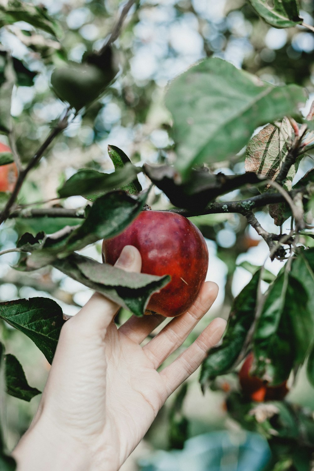 selective focus photo of person about to pick the red apple from it's tree