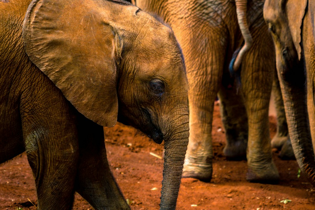 closeup photography of elephant,