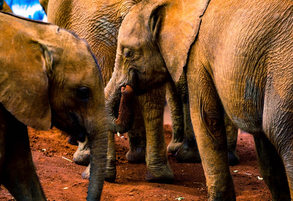 Due elefanti grigi in piedi su sabbie marroni