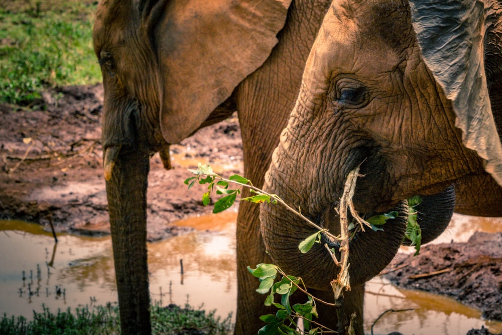 gray elephants eating green plants