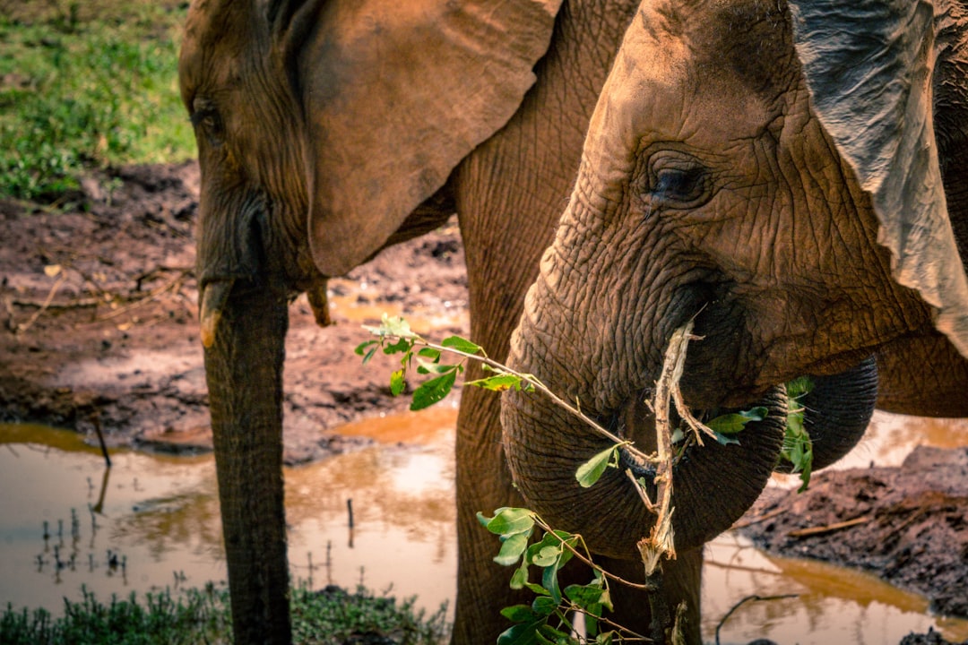 Wildlife photo spot Sheldrick Elephant Orphanage Lake Naivasha