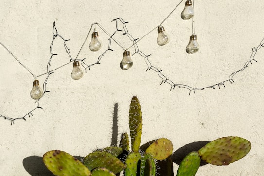 A cactus with broad, flat pads sits against a light-colored wall. Above the cactus, there is a string of light bulbs hanging in a decorative manner.
