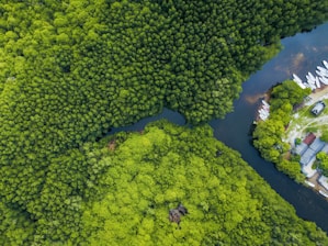 aerial shot of body of water surrounded by trees