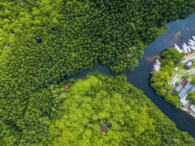 Creeks cutting through the forest, from the air