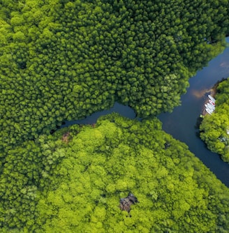 aerial shot of body of water surrounded by trees