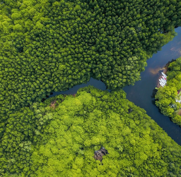 aerial shot of body of water surrounded by trees