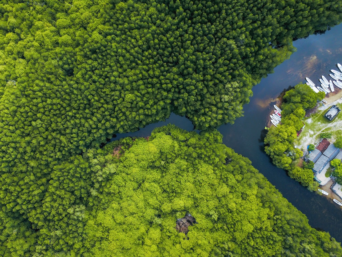 An aerial view of dense green mangrove forest