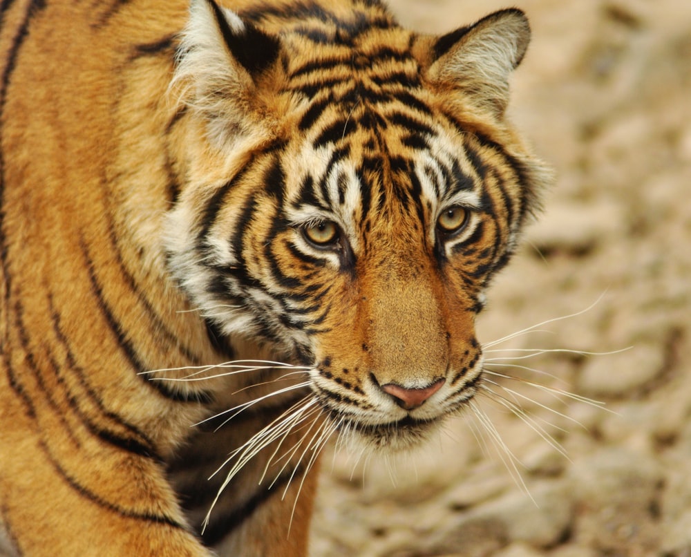brauner Tiger