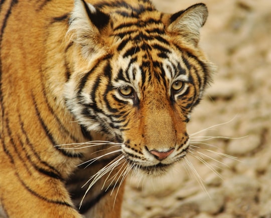 brown tiger in Ranthambore Tiger Reserve India