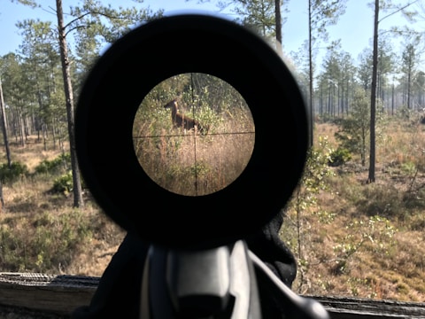 A forest scene viewed through a rifle scope, with a deer visibly present within the crosshairs. Tall trees and mixed vegetation form the backdrop under a clear blue sky.
