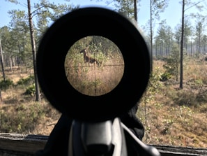 A forest scene viewed through a rifle scope, with a deer visibly present within the crosshairs. Tall trees and mixed vegetation form the backdrop under a clear blue sky.