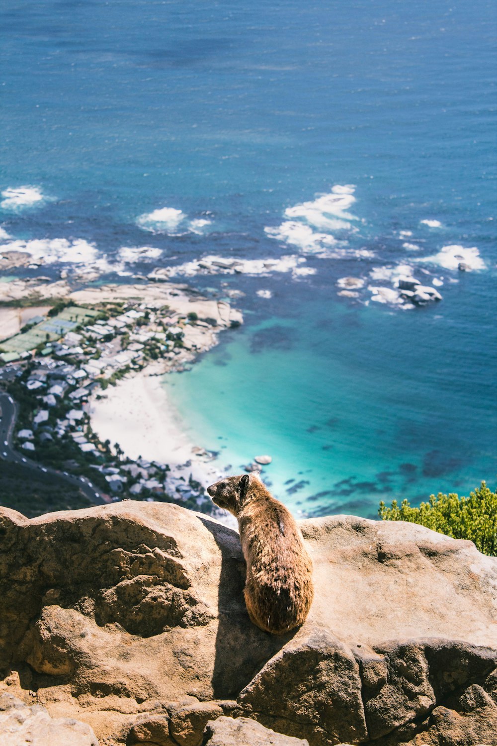 brown animal on cliff in front of blue sea