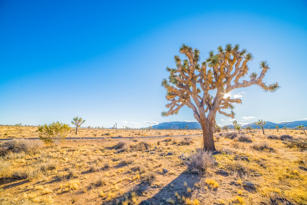 landscape photo of savanna