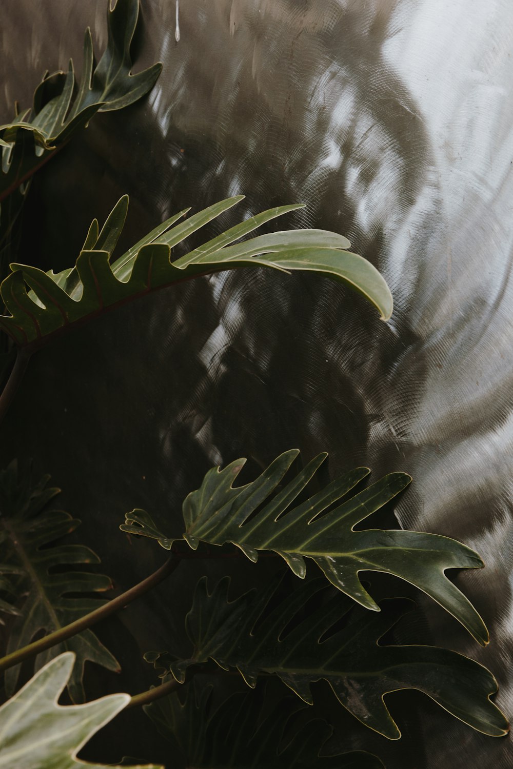 top view photo of green leafed plant beside wall