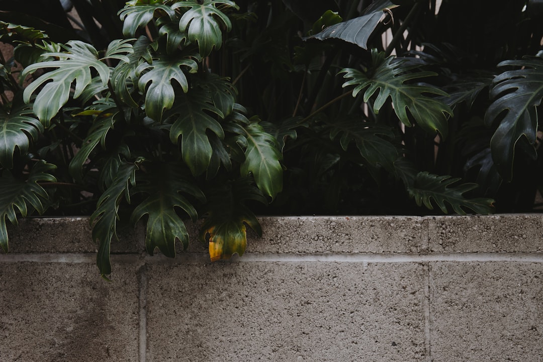 green leafed tree at the back of grey concrete wall