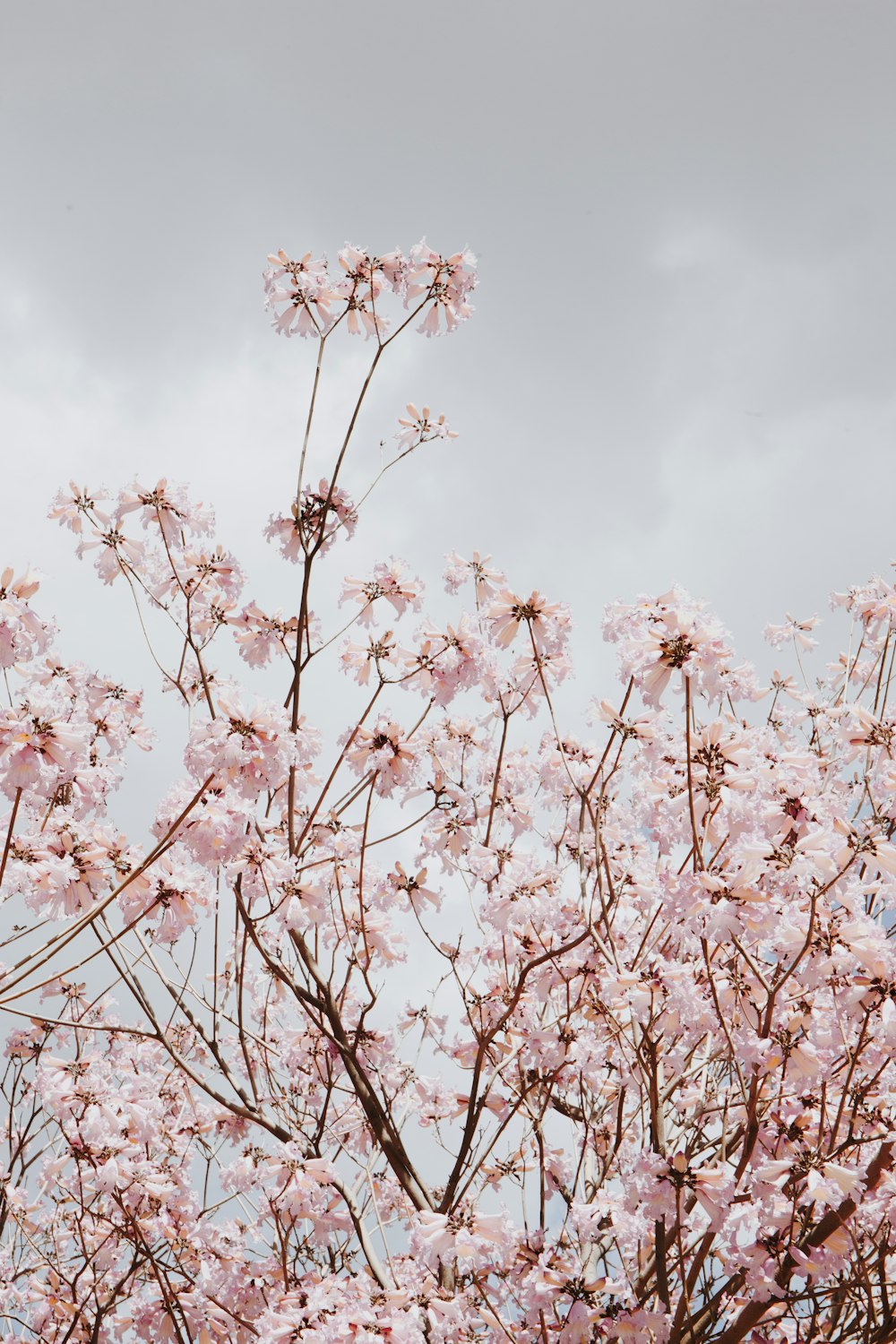 árbol de hojas rosadas bajo el cielo nublado