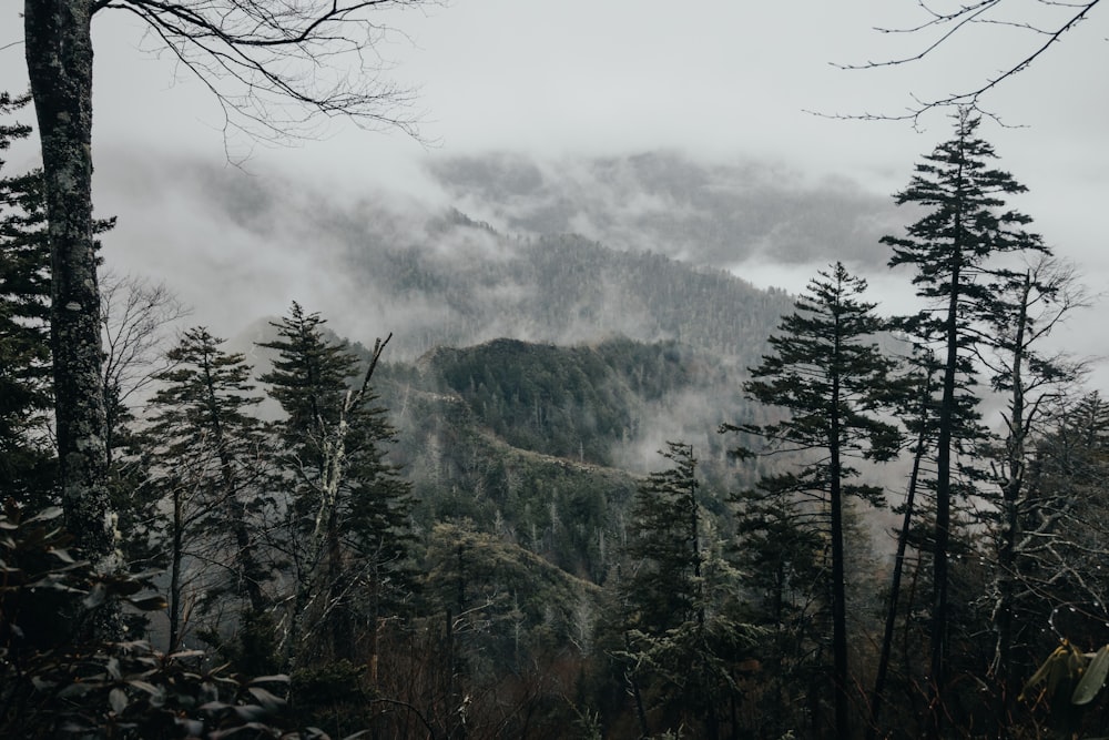 foto de montanhas verdes com nevoeiro