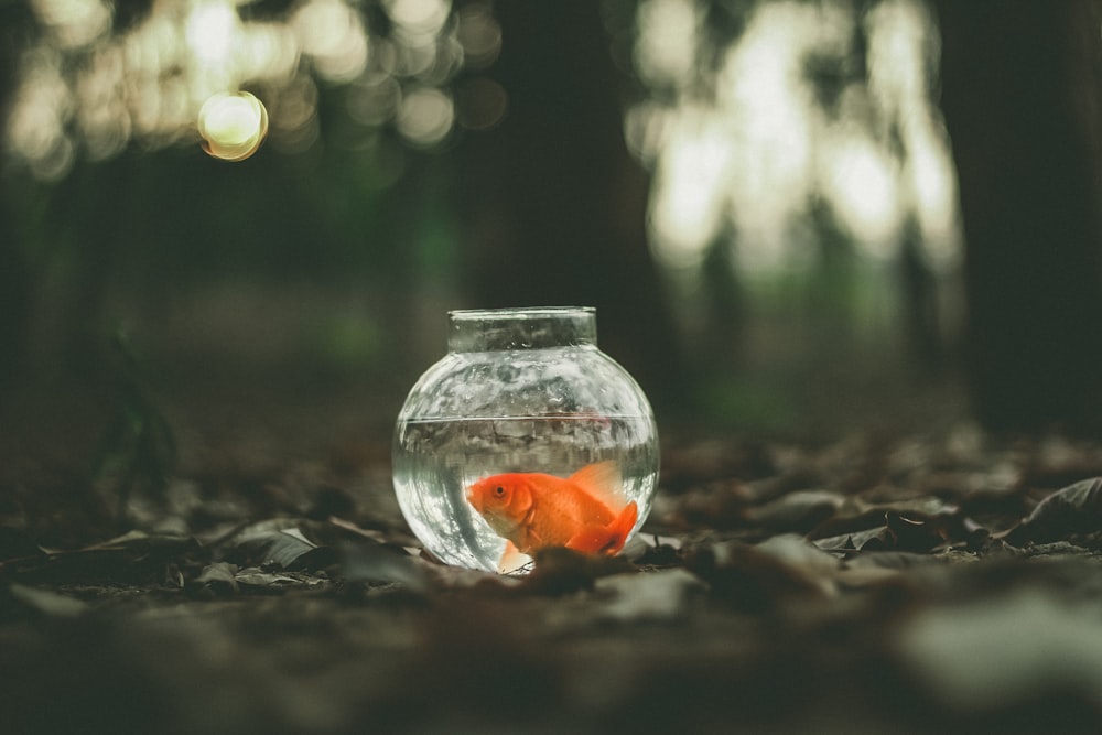 goldfish in fish tank