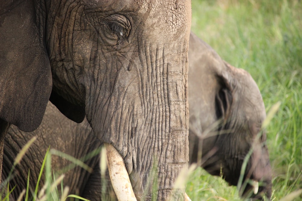 closeup photo of elephant