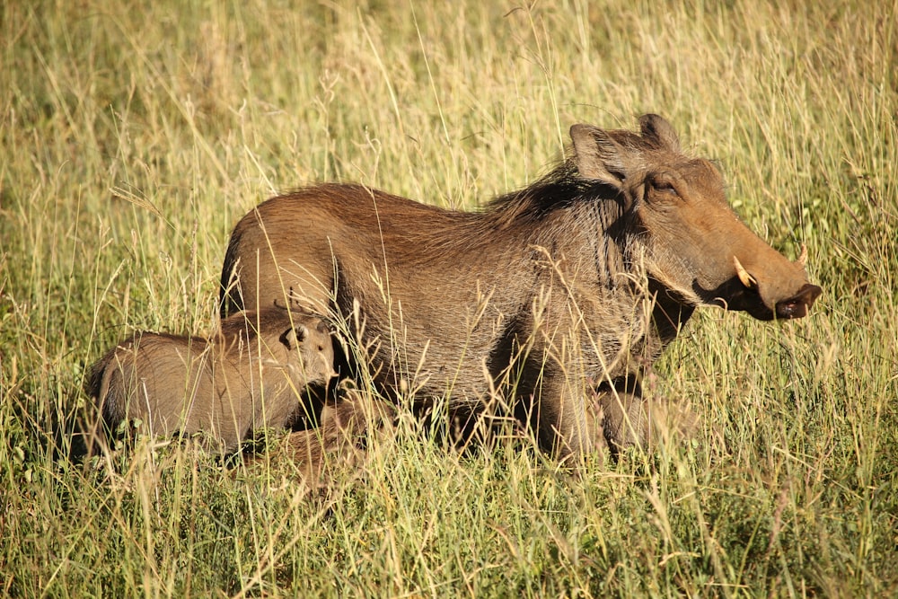 brown warthog and young warthog surrounded by grass during daytime