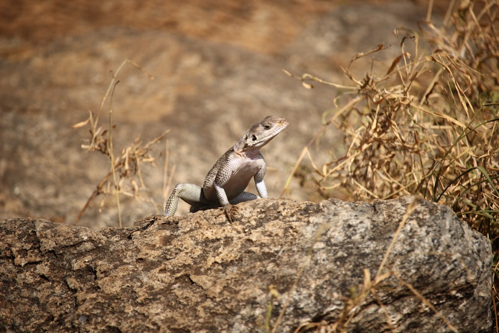 beige reptile on brown rock