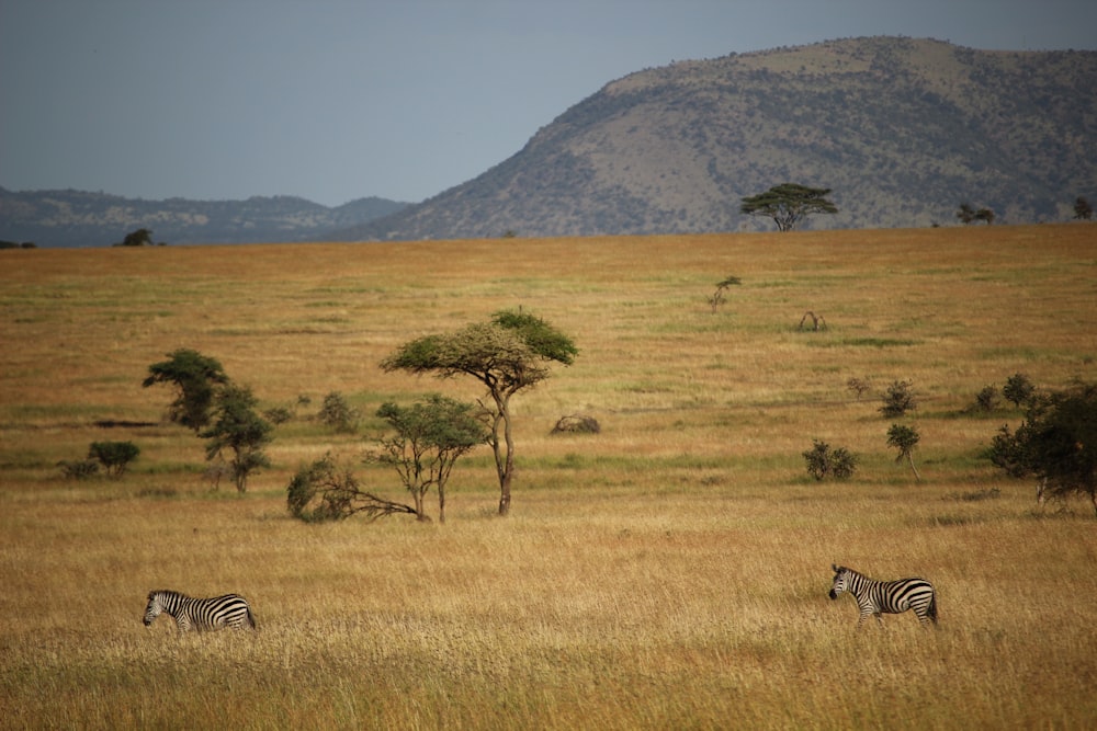 two zebras on grass field and mountain at distance