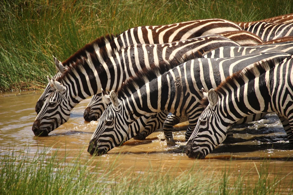 zebra drinking water