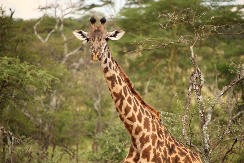 Giraffe in der Nähe von grünen Bäumen am Tag