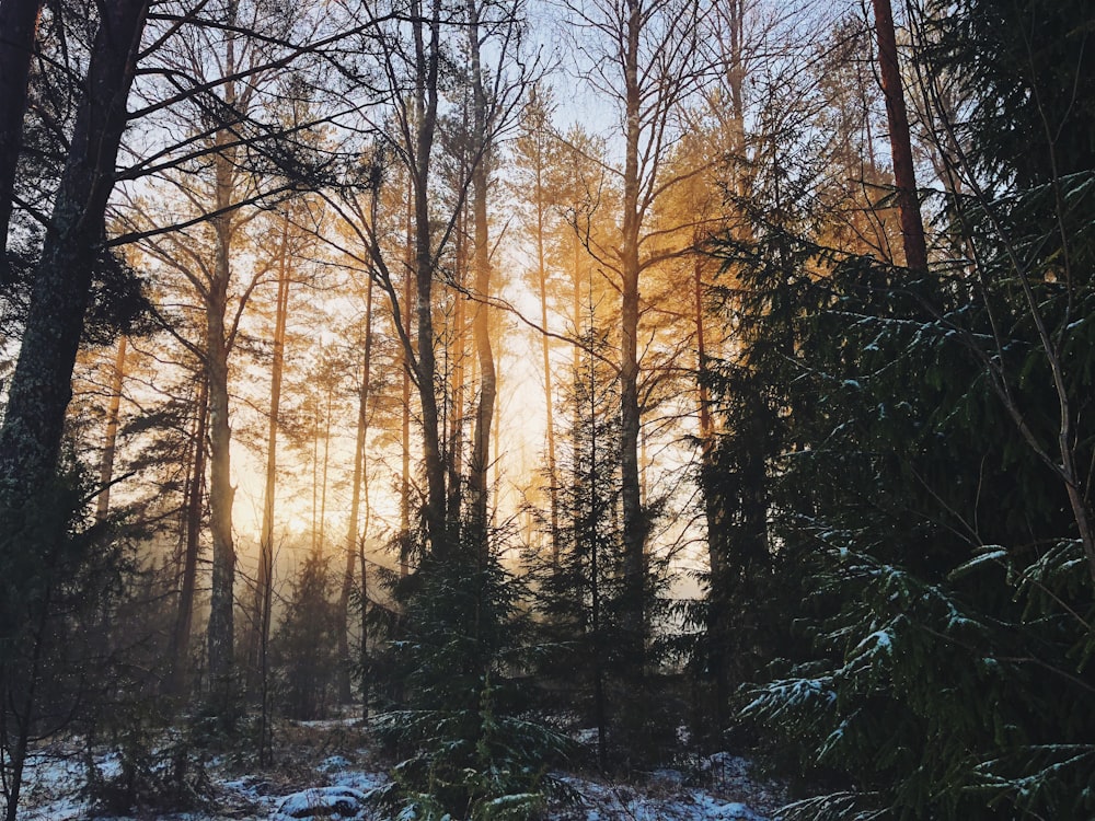 landscape photography of woods