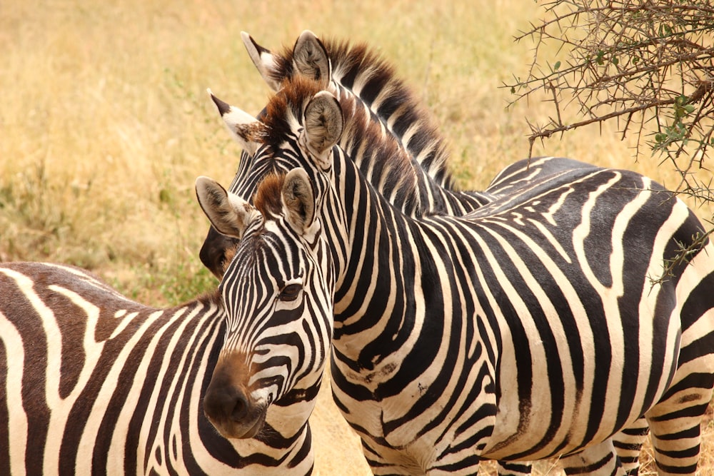 three zebras on green grass field