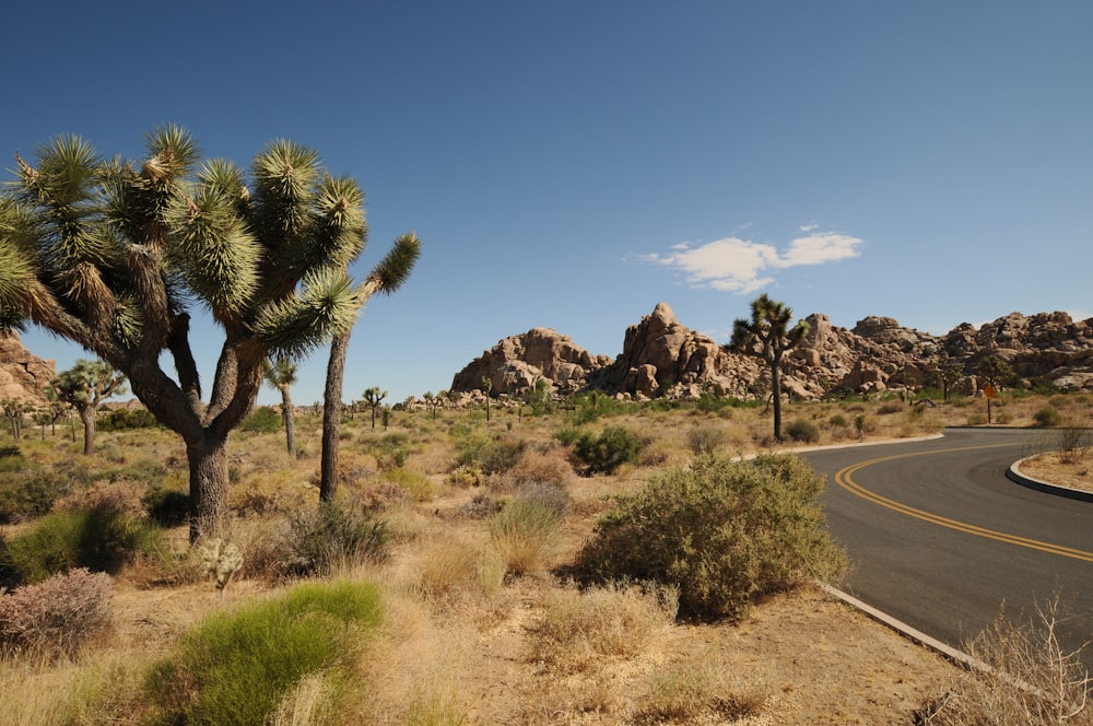 empty road near tree