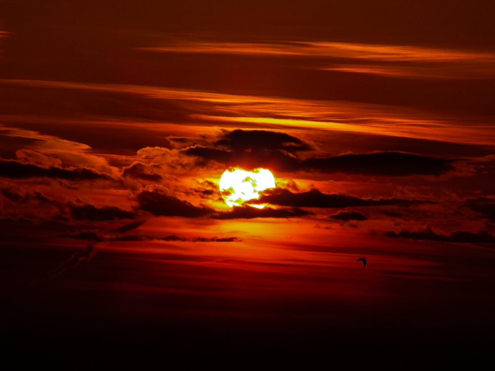 closeup photo of golden hour