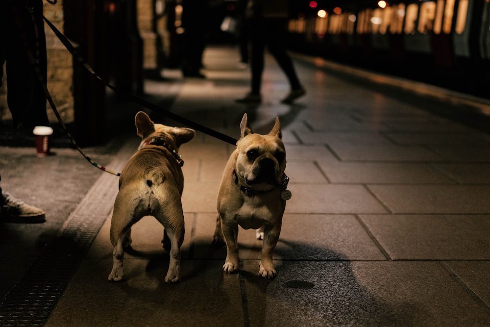 un couple de chiens tenus en laisse