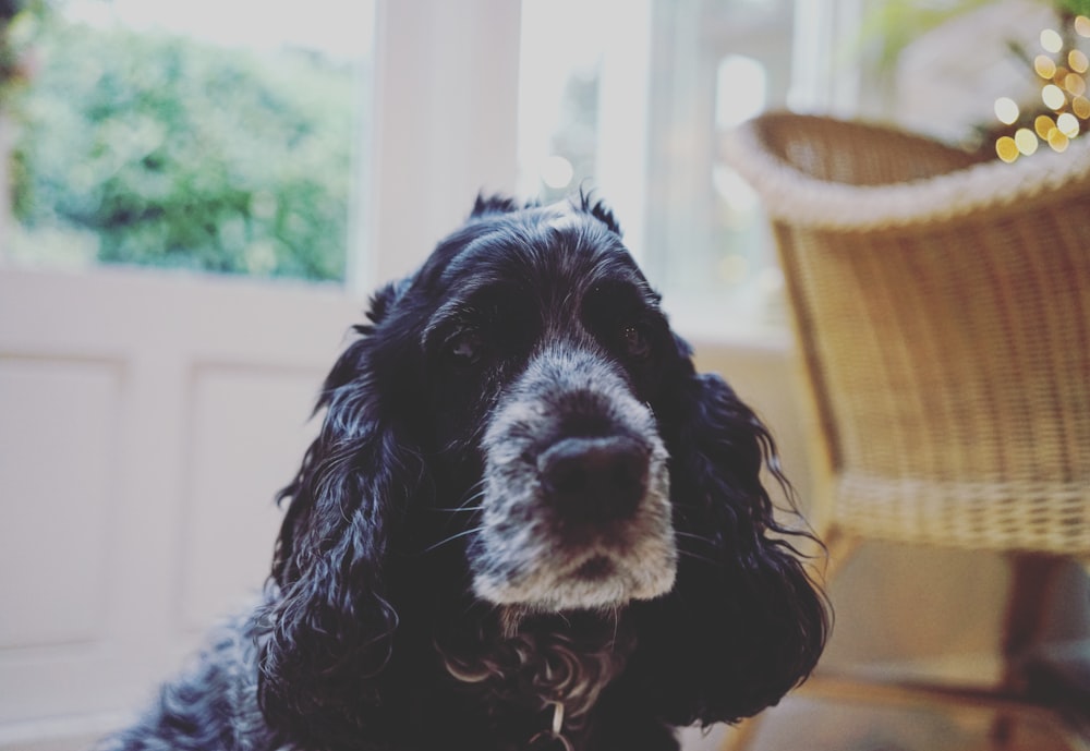 black and white dog near wicker armchair