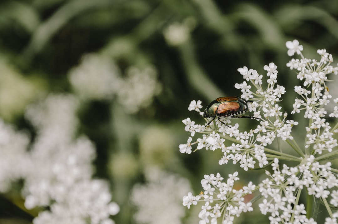 brown insect perched on white petaled flower