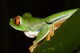 Close-up of a vibrant red-eyed tree frog perched on a green leaf in a rainforest