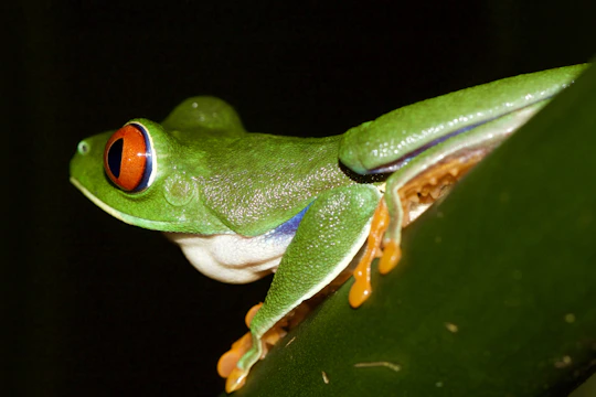 A close-up shot of a vibrant green tree frog perched on a leaf at dawn.