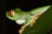 A close-up of a vibrant red-eyed tree frog perched on a green leaf in the rainforest at night.
