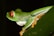 A close-up of a vibrant red-eyed tree frog perched on a green leaf in the rainforest at night.